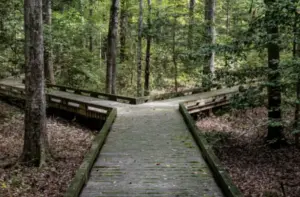 Fork in Road decision to make showing path in forest splitting