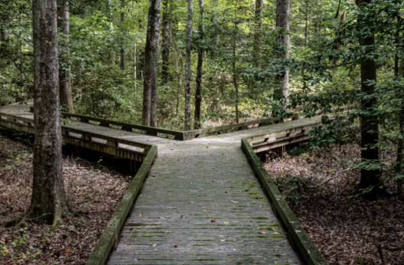 Fork in Road decision to make showing path in forest splitting
